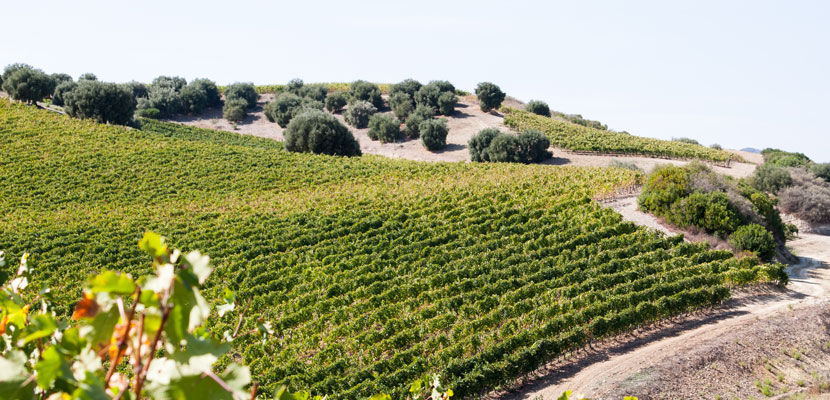 VIP Tasting with Agricola Punica from Sardegna