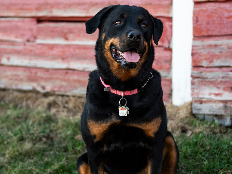 Heather & Lace Red Barn Photo Venue. Dog photoshoot in Calgary, AB.