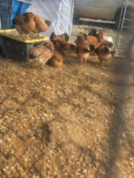 Buff Brahmas hatching eggs 1 dz