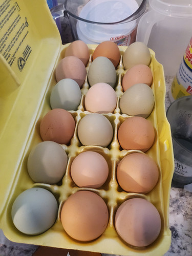 Rainbow Hatching Eggs | CKM FARMS