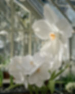 Giant Flowers