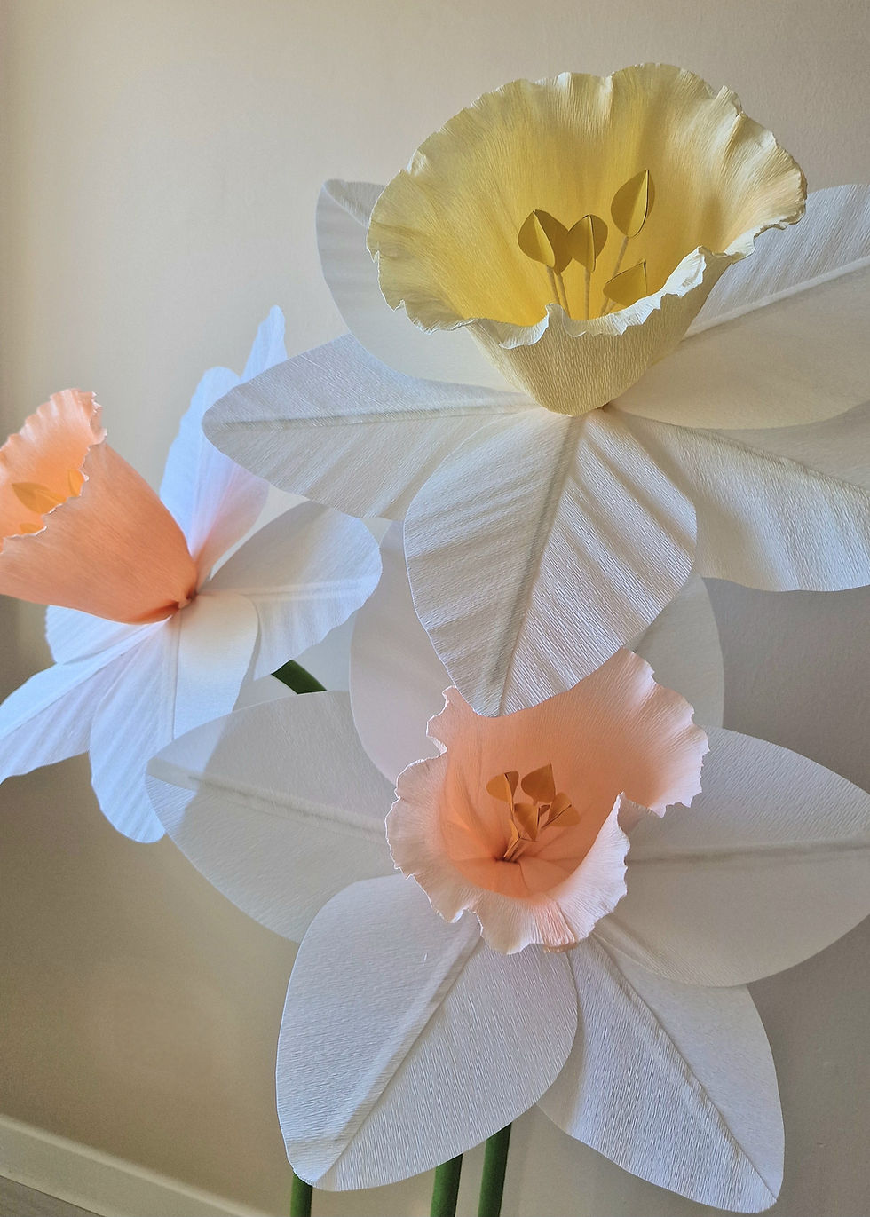 Giant Daffodils