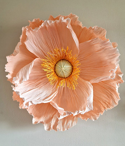 Giant Icelandic Poppy