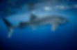 whale-sharks-cancun-gluup.jpeg