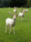 Mallow White Deer