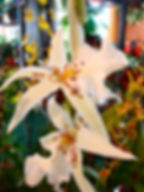 live orchid plant