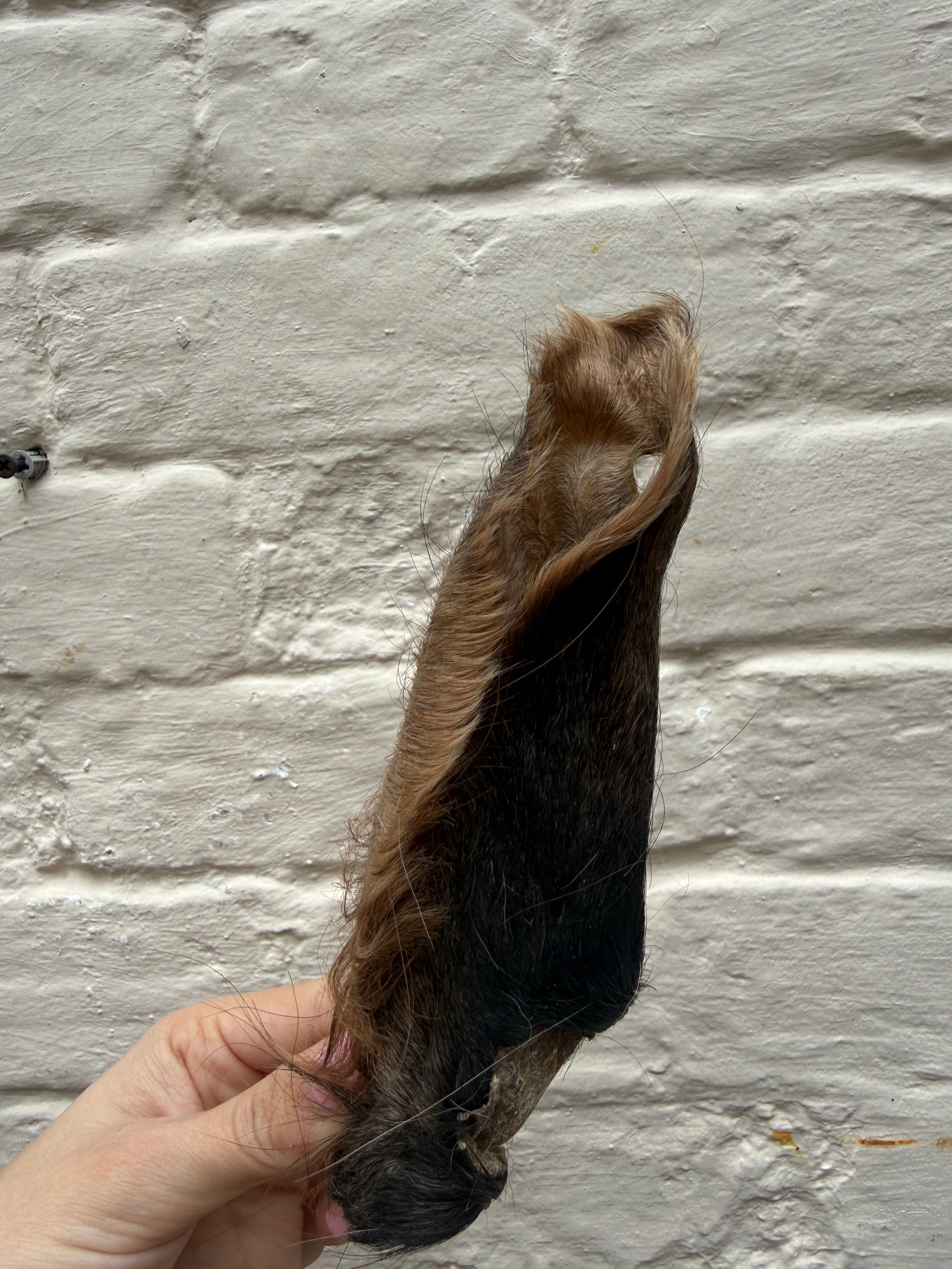 Hairy cow ears