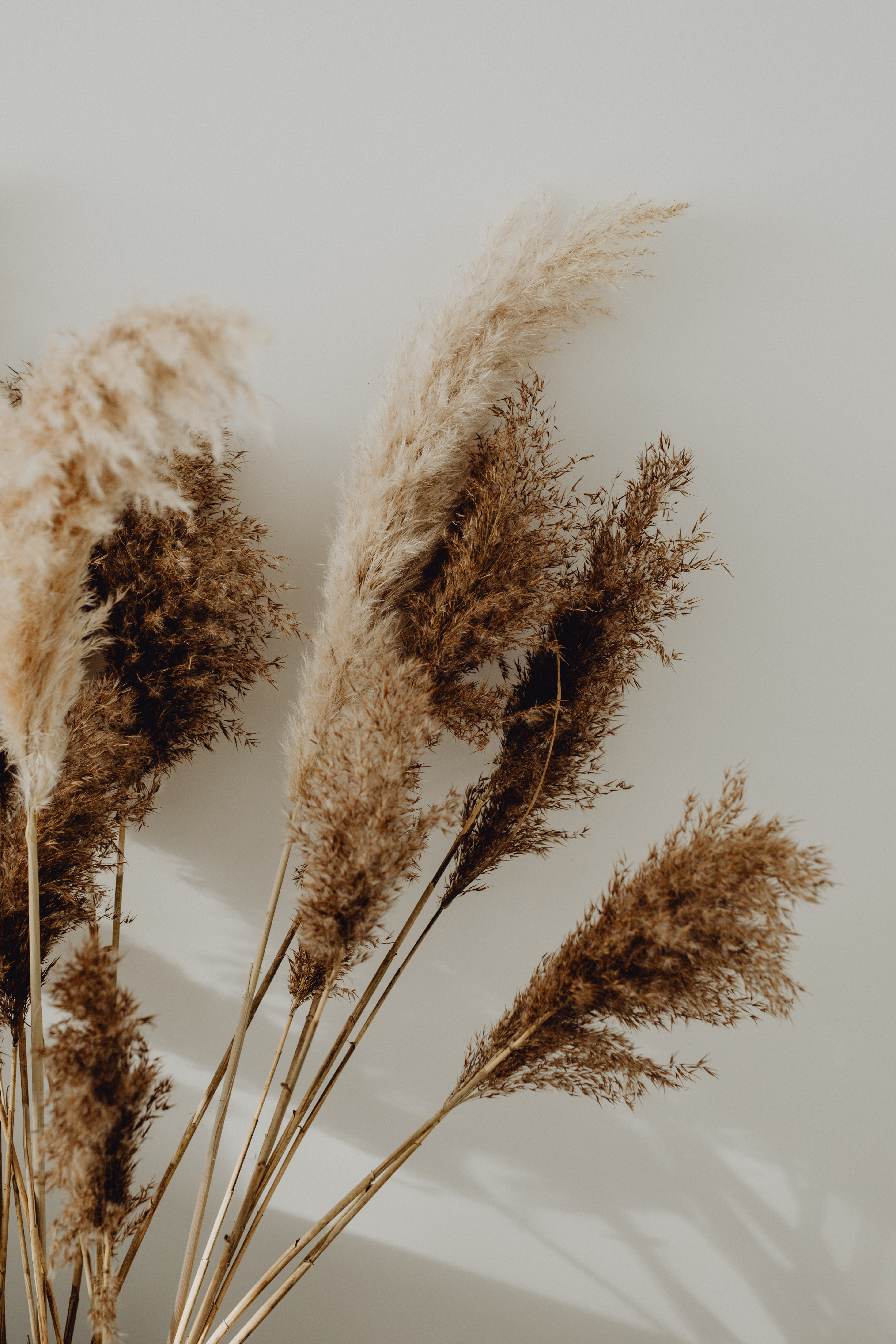 Pampas grass in warm tones