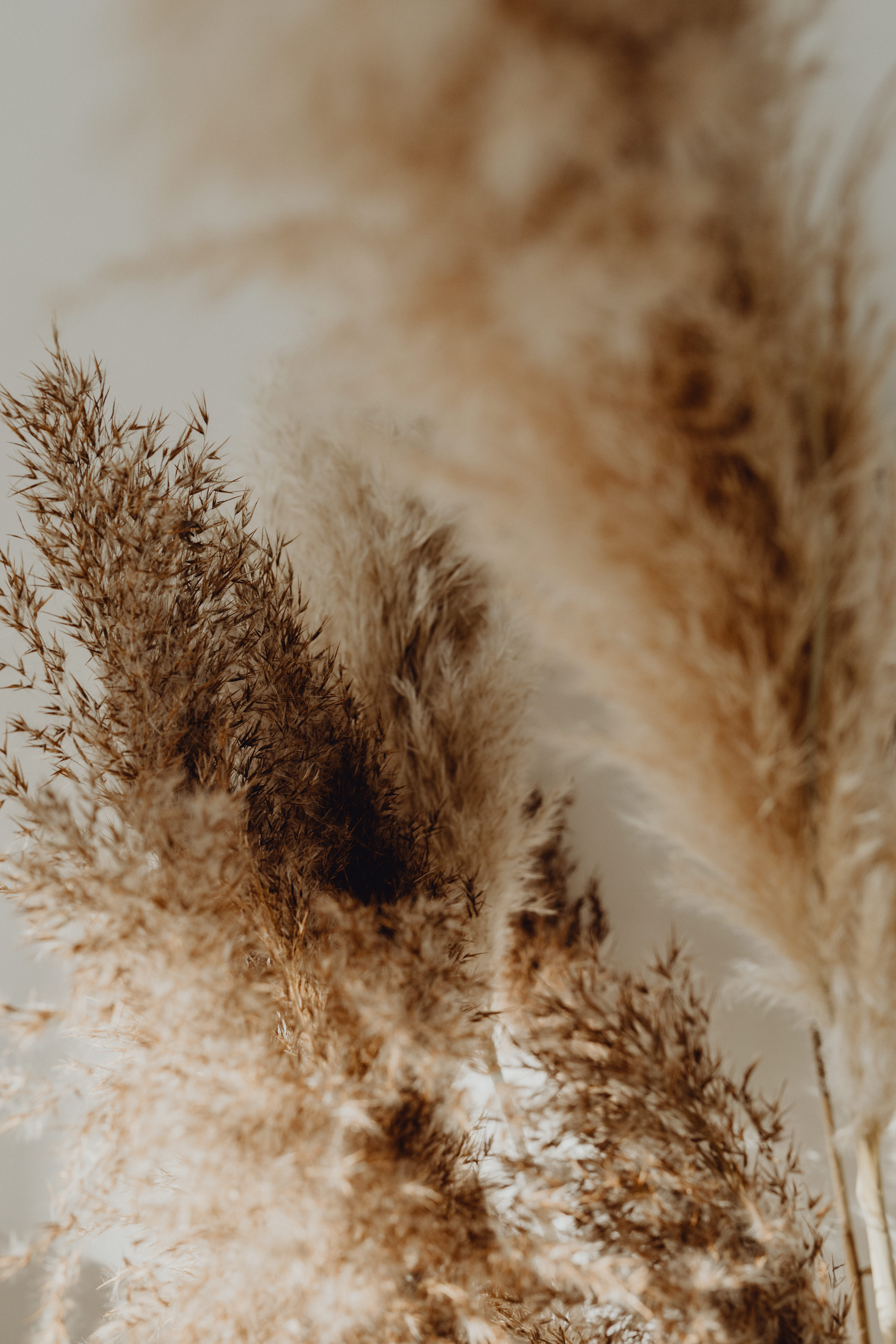 Dried grass in warm golden tones