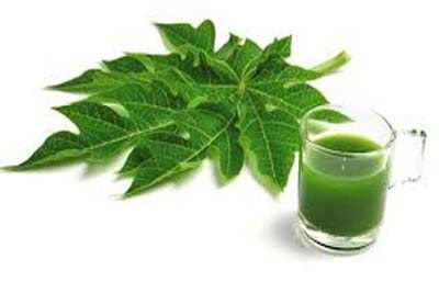 Health Benefits of the Pawpaw Leaf
