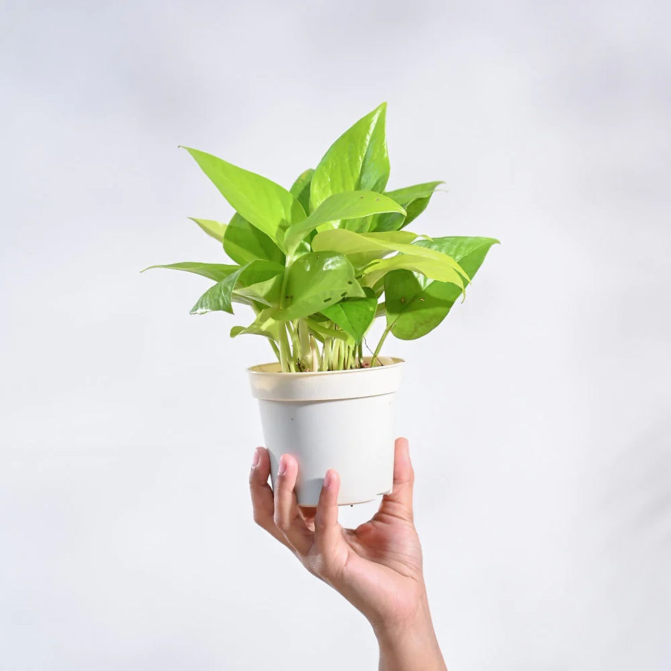 Thumbnail: Money Plant Golden