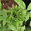 Thumbnail: Rosa chinensis 'Viridiflora'