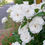 Thumbnail: Standard Roses Plant !!!!!Stand Rose(White)