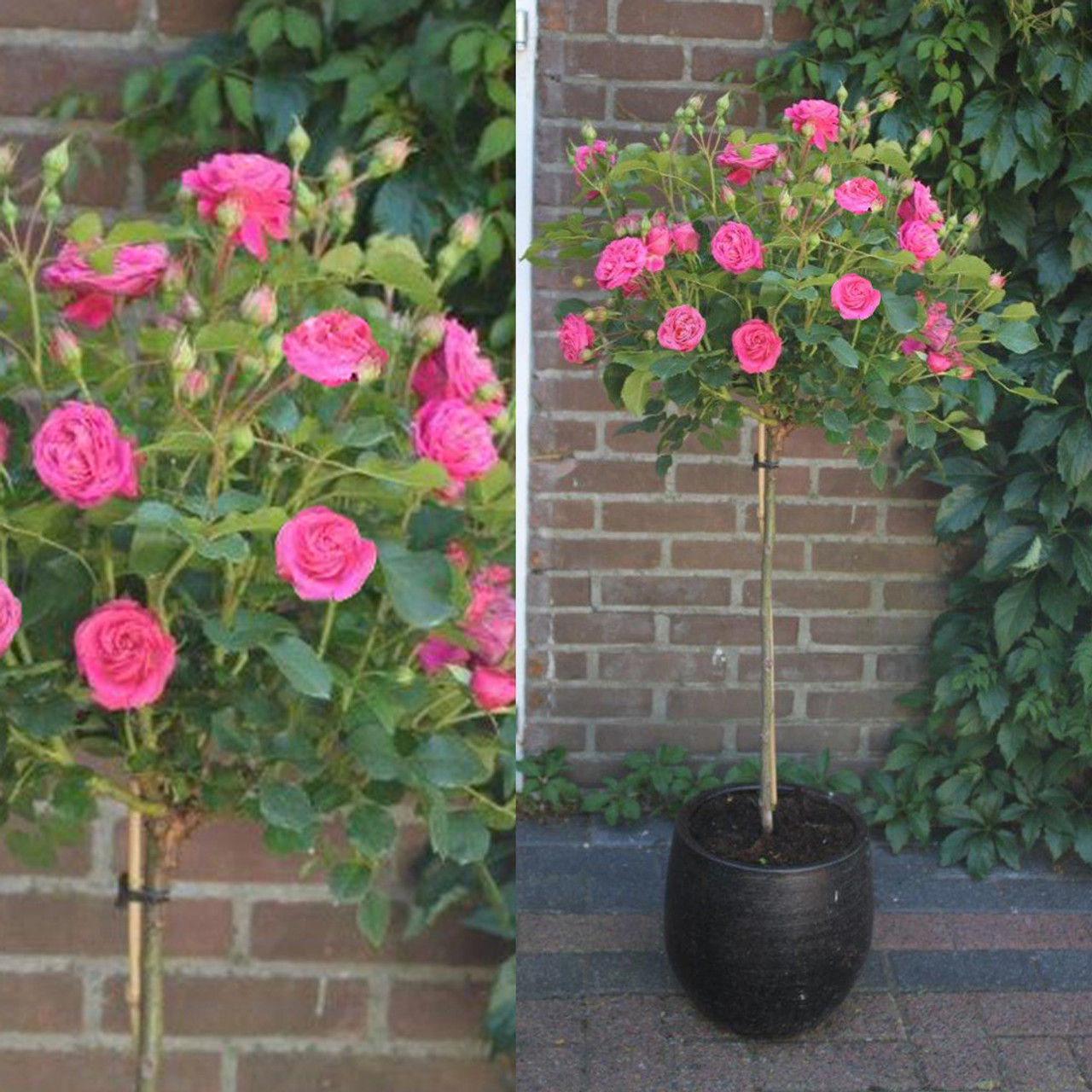 StandardRosesPlant !!! Stand Rose(Orange)