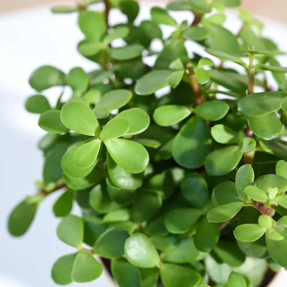 Thumbnail: Jade Plant Mini