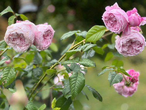 D.A 42 (Spirit of freedom) | Plants Rose World