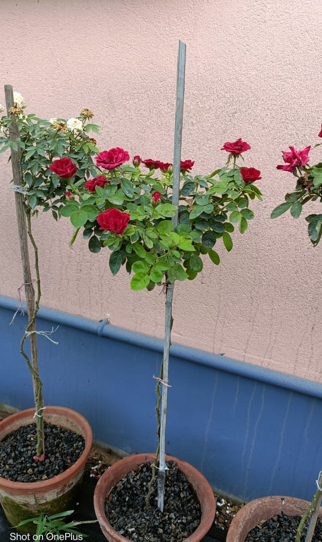 Thumbnail: Standard Roses(Red)