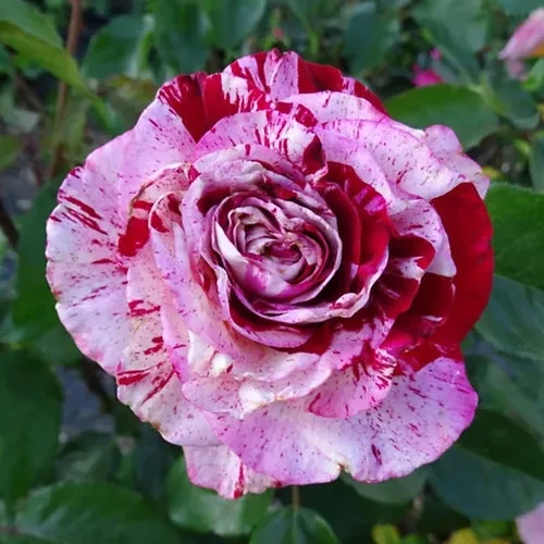 Rock & Roll | Plants Rose World