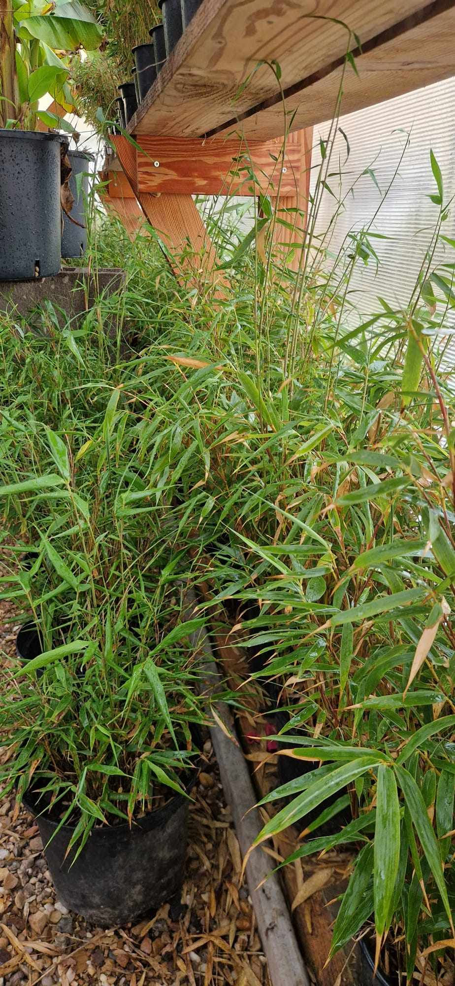 Miniature : Fargesia Robusta Formidable