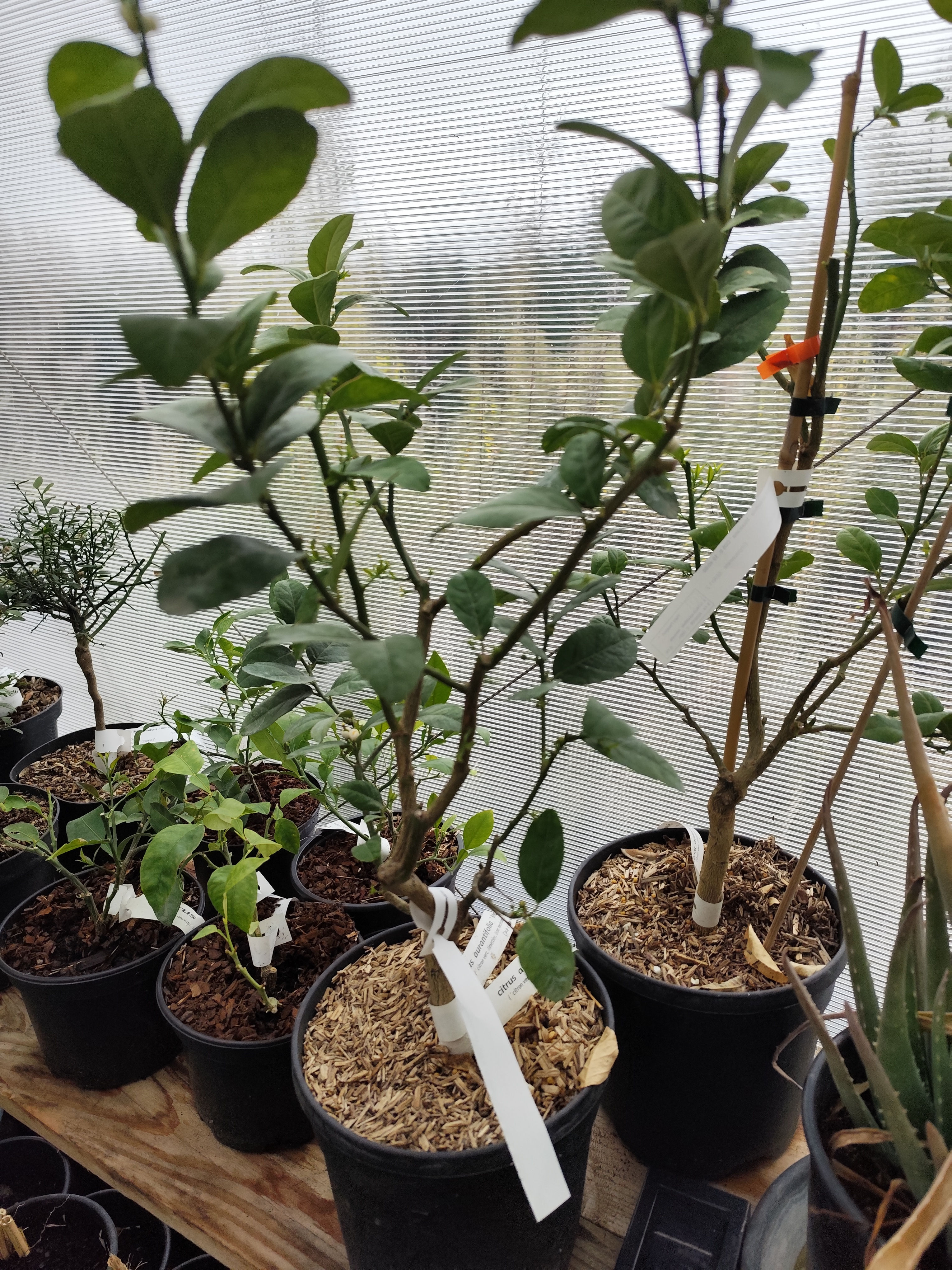 Citron Vert 'Mexicana' (Citrus aurantifolia)
