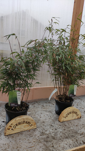 Lot De 6 Fargesia Formidable - Bambou Non Traçant Résistant Au Froid - Pot 13 Cm, Hauteur 30-40 Cm