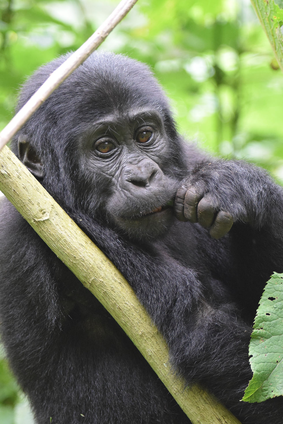 Uganda 2018