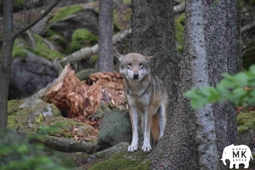 Šumava