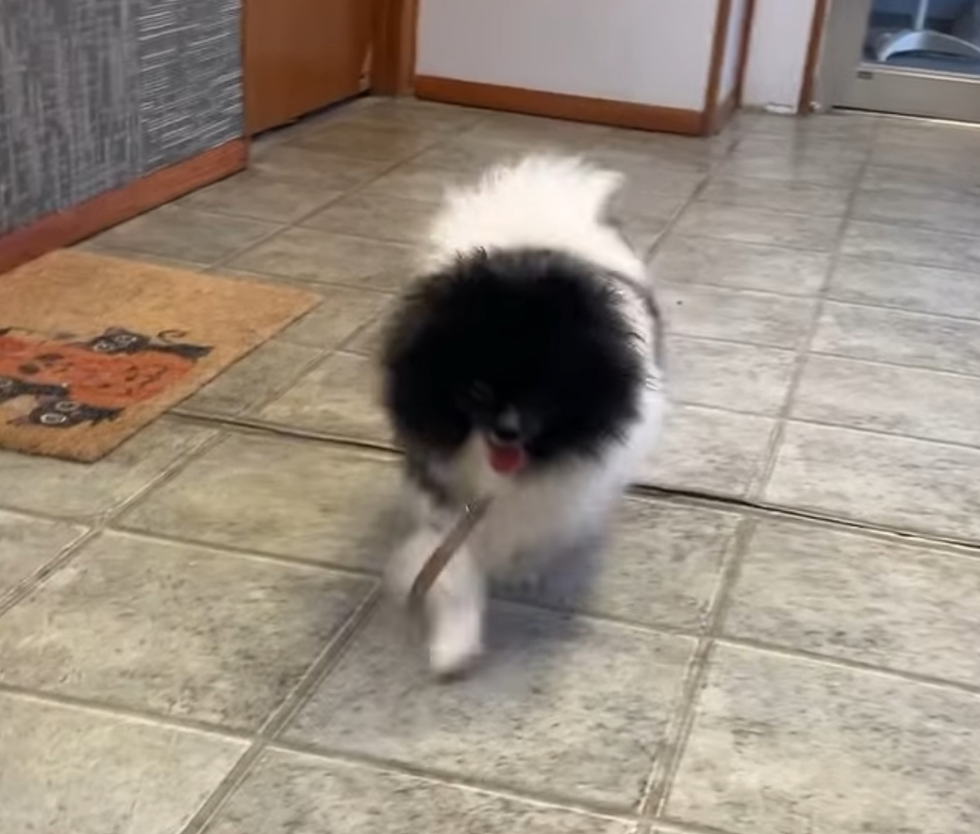 Thumbnail: Gracie