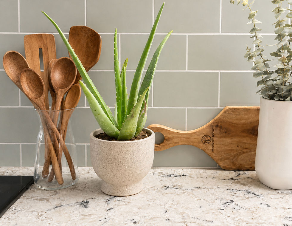 Aloe plant on kitchen counter for cooking burns and kitchen decor