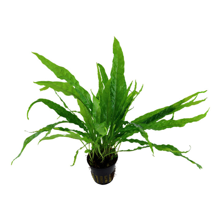 Thumbnail: Microsorum pteropus (Java Fern)