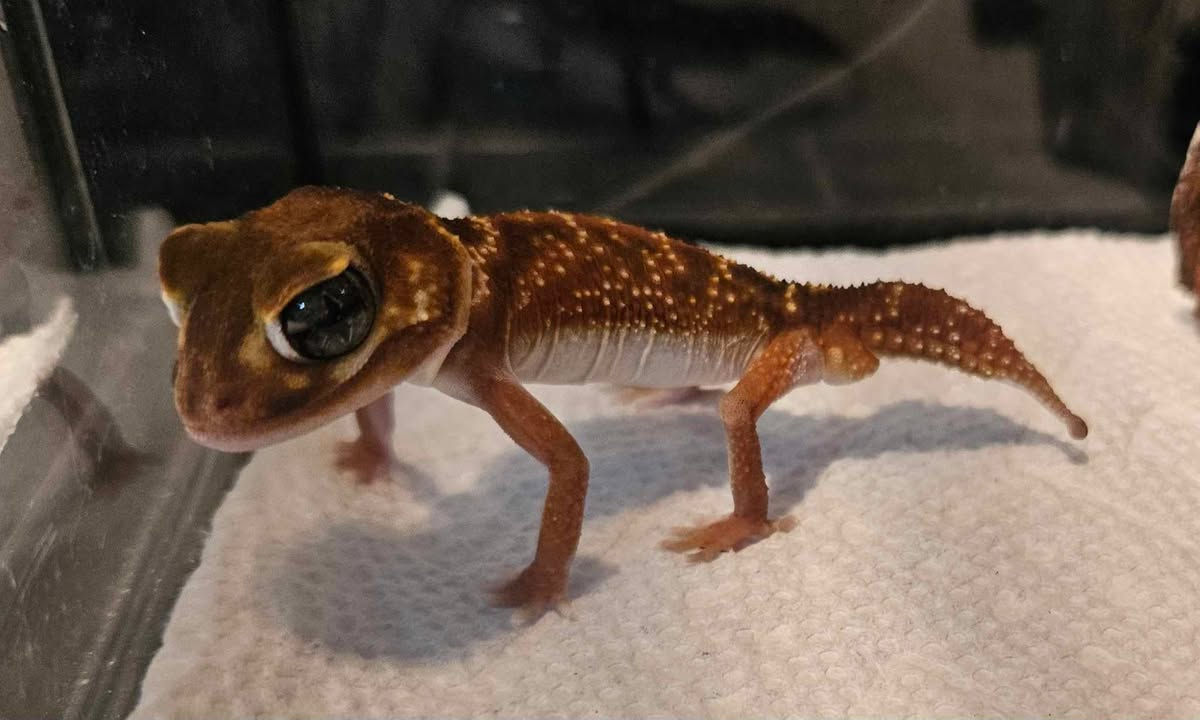 Knob-Tailed Gecko - Nephrurus levis levis & Terrarium Setup 