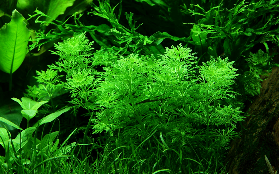 Thumbnail: Limnophila sessiliflora
