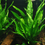 Thumbnail: Microsorum pteropus (Java Fern)