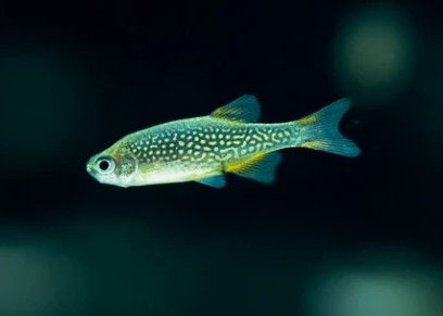 Thumbnail: Galaxy Rasbora (Celestial Pearl Danio)