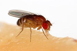 Thumbnail: Fruit Fly Culture - Drosophila Melanogaster