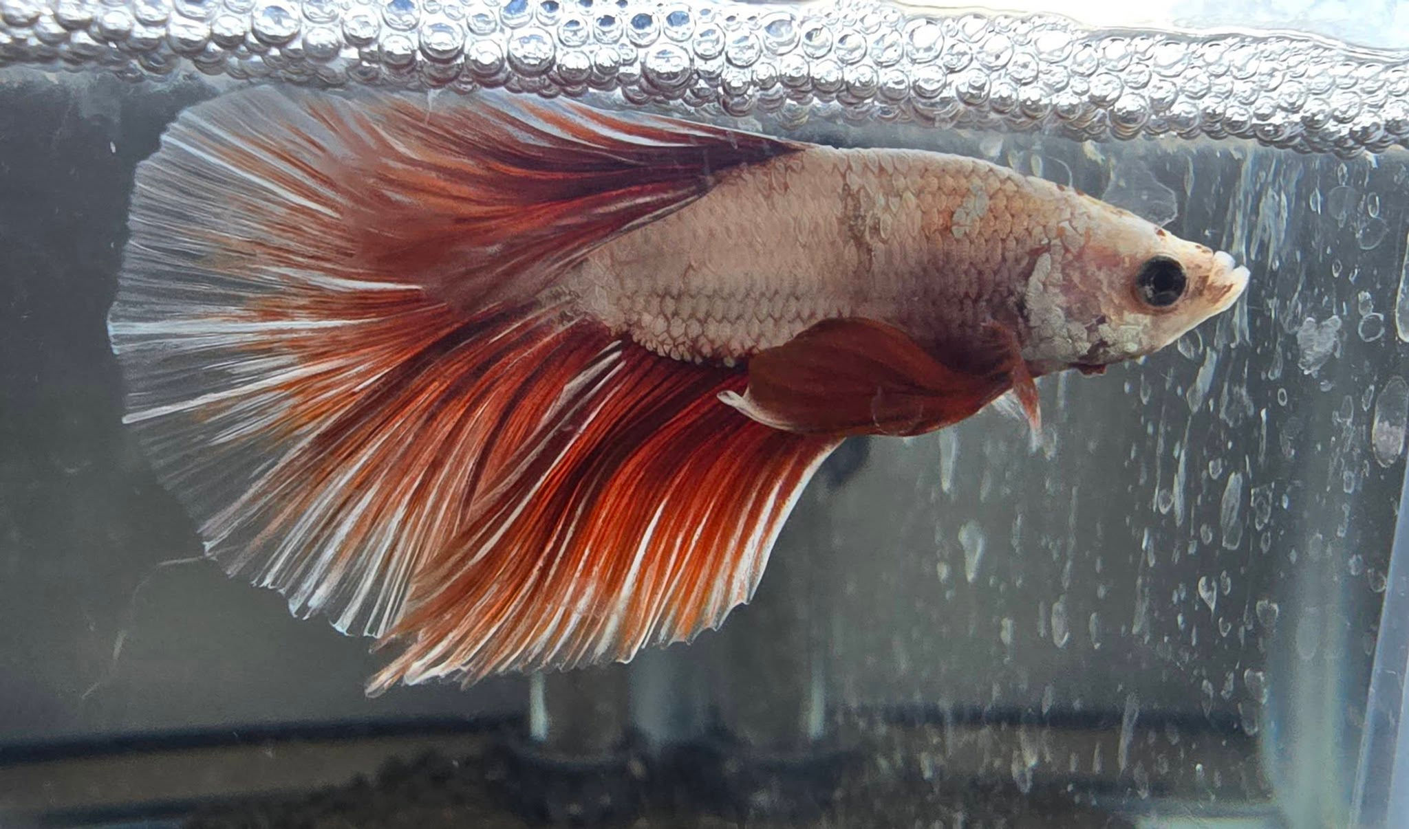 Betta - Fancy Halfmoom Male