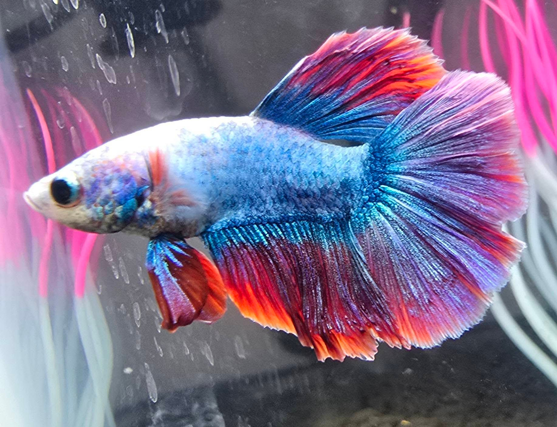Betta - Rainbow Halfmoom Male