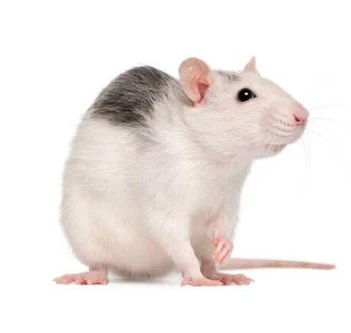 Frozen Scale Rats Frozen Rat Feeders | SCALES & TAILS PET SUPPLIES
