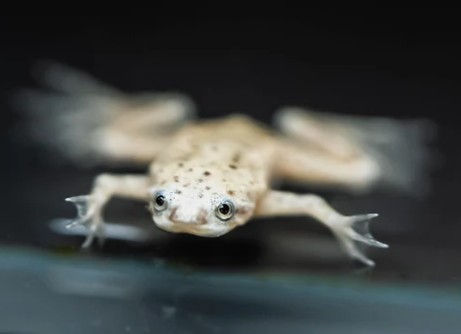 Platinum African Dwarf Frog