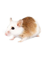 asf_ffe3d6c7-b3d1-4cb7-a0ae-8e302d5bfbc2_edited.png