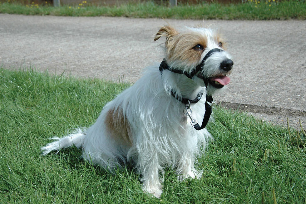 Thumbnail: HALTI Headcollar