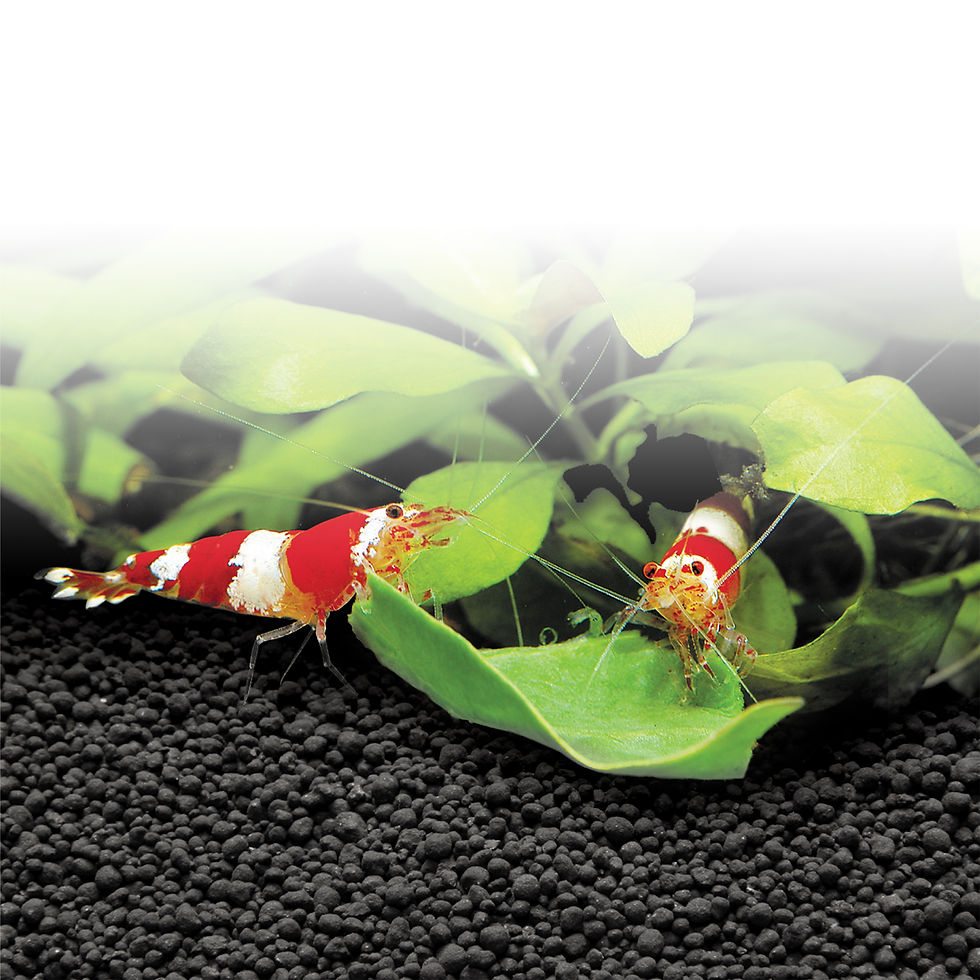 Thumbnail: Fluval Plant and Shrimp Stratum