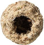 Thumbnail: Galapagos Mossy Cave