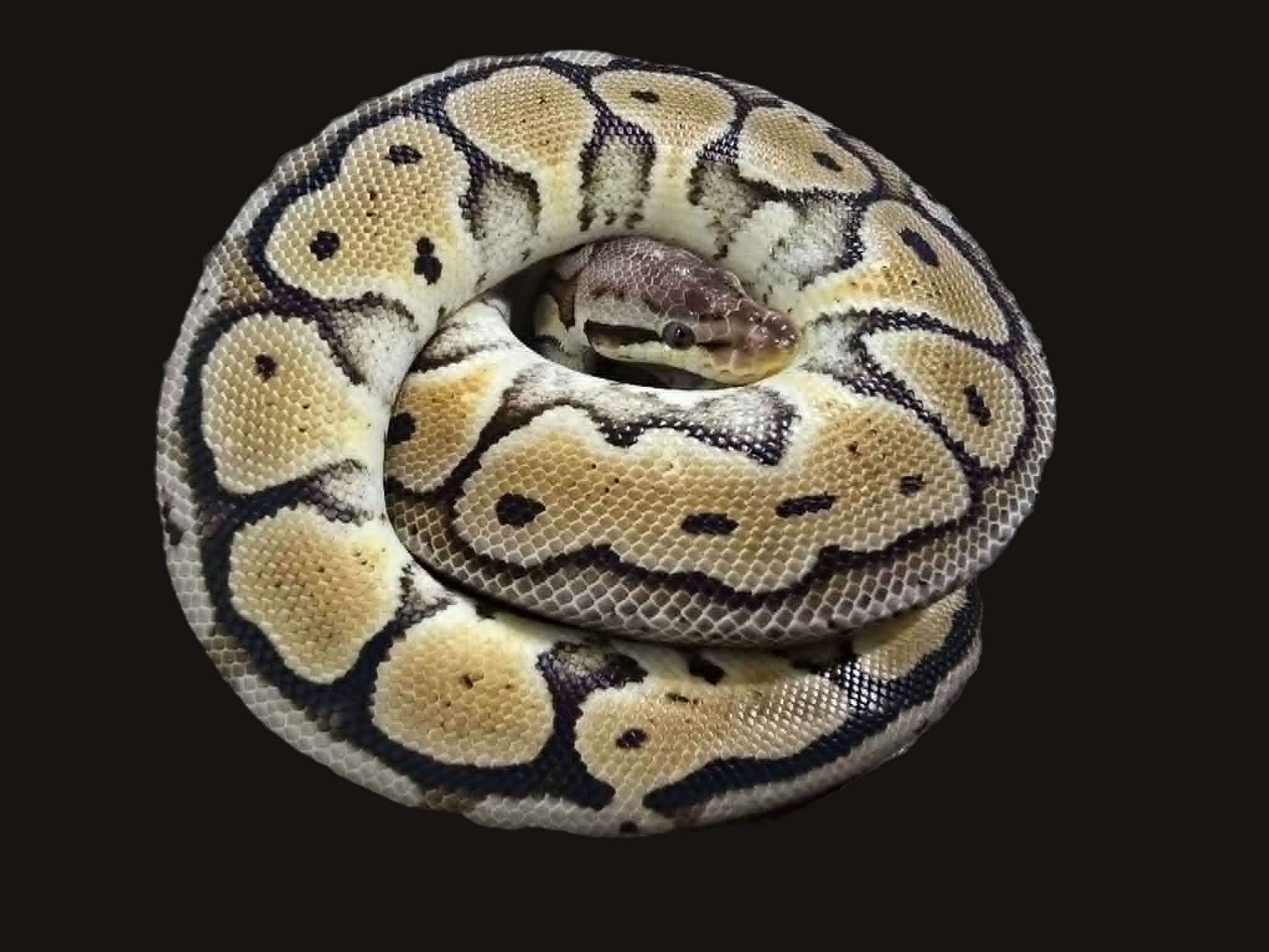 Ball Python - Pastel