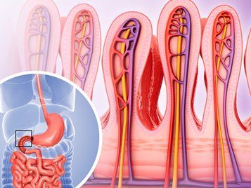 Leaky gut (intestinal barrier permeability): causes and clinical significance