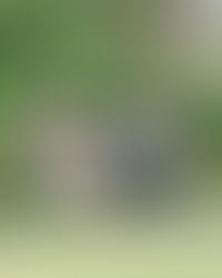 Dallas garden proposal with man on one knee at Flippen Park.