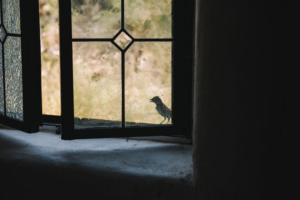 Bird In St Agnes Church Window in Terlingua Texas