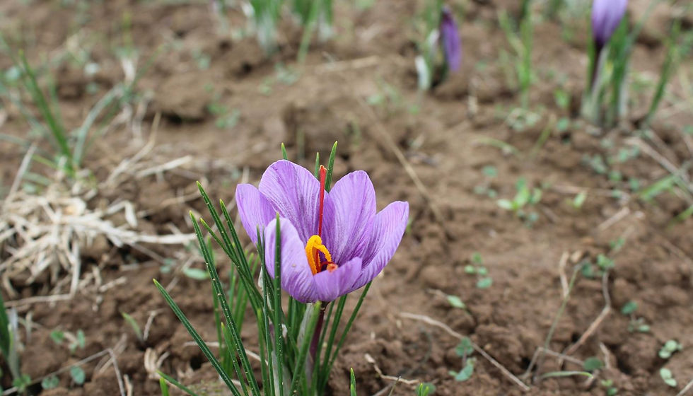 Purple crocus flower with vivid orange stamen in a dry, brown, soil-filled field. Other blurred flowers and green shoots in the background.