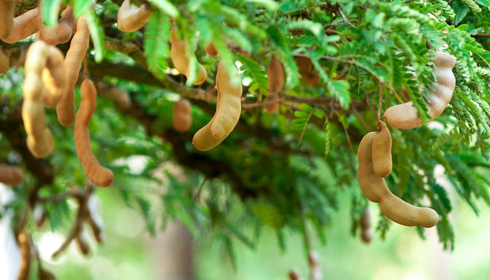 Tan tamarind pods hang from lush green tree branches in a bright outdoor close-up.