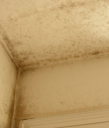 "Mouldy ceiling corner"